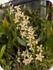 Holcoglossum subulifolium x Vanda miniata